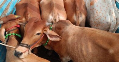 Mob Strips and Assaults Alleged Cattle Smuggler in Nagpur’s Dighori Area