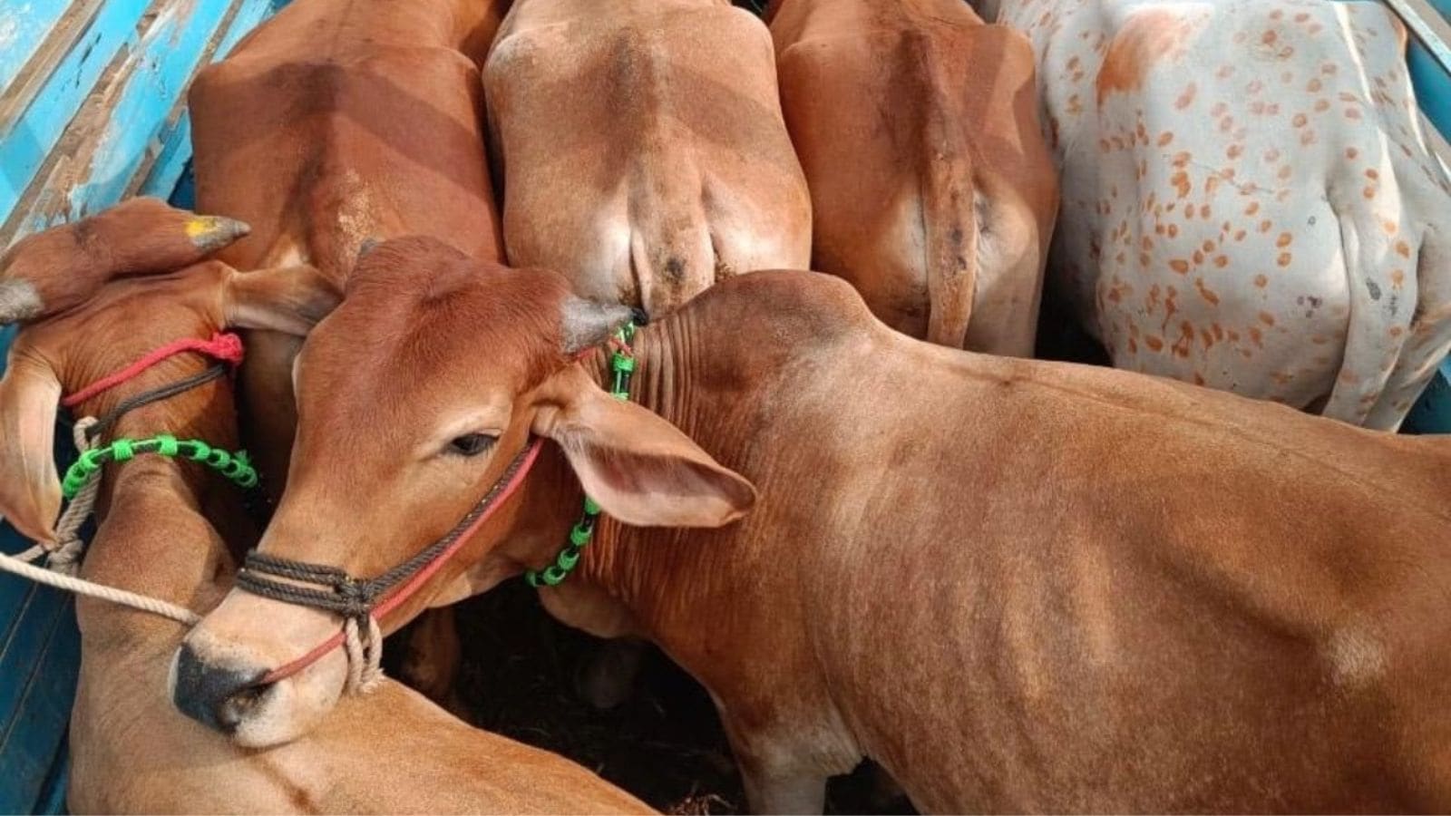 Mob Strips and Assaults Alleged Cattle Smuggler in Nagpur’s Dighori Area
