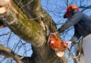 Pruned Tree Wood to Be Made Free for Cremations