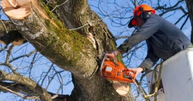 Pruned Tree Wood to Be Made Free for Cremations