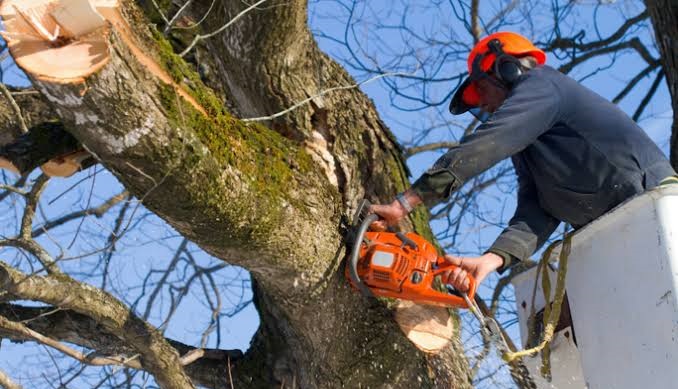 Pruned Tree Wood to Be Made Free for Cremations