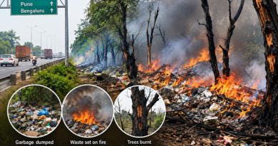 Over 100 Trees Burnt in Waste Fires Along Pune Highway Green Belt