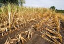 Crop Damage Assessments Underway in Eight Pune District Talukas