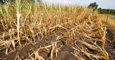Crop Damage Assessments Underway in Eight Pune District Talukas