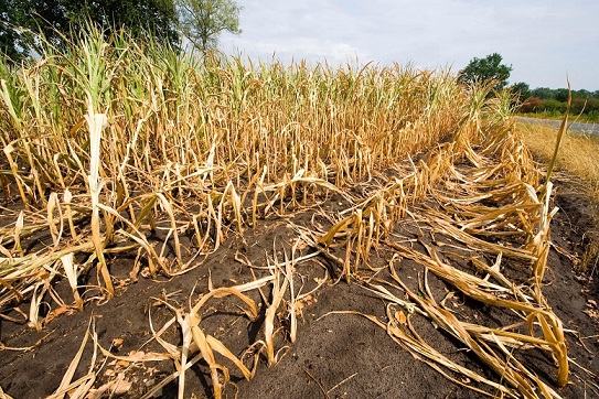 Crop Damage Assessments Underway in Eight Pune District Talukas